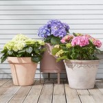 What Are The Best Low Maintenance Outdoor Potted Plants